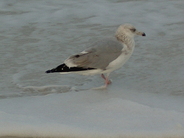Gull on Indian Rocks beach